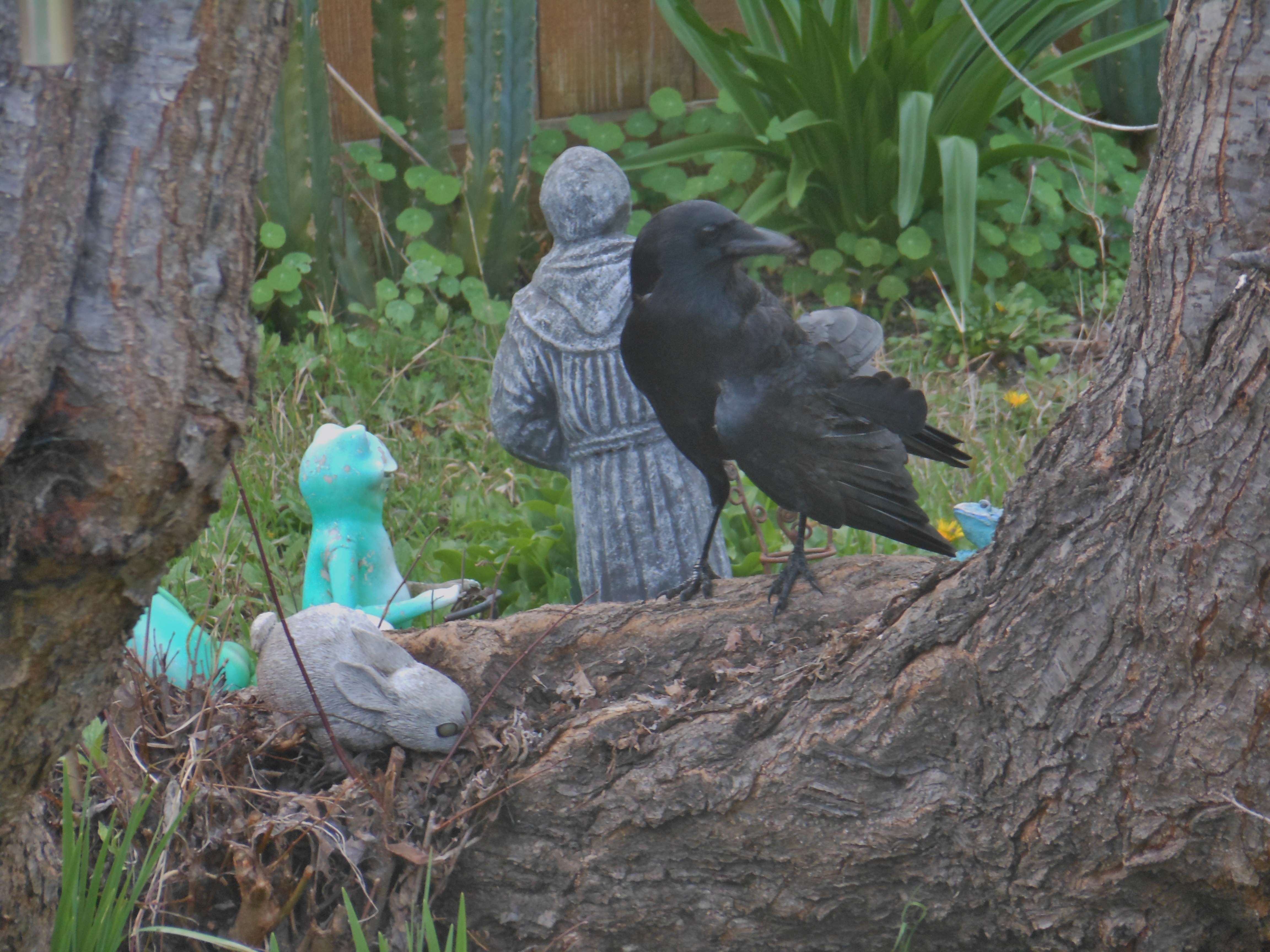 Wounded Crow on Plum Tree by St.Francis statue