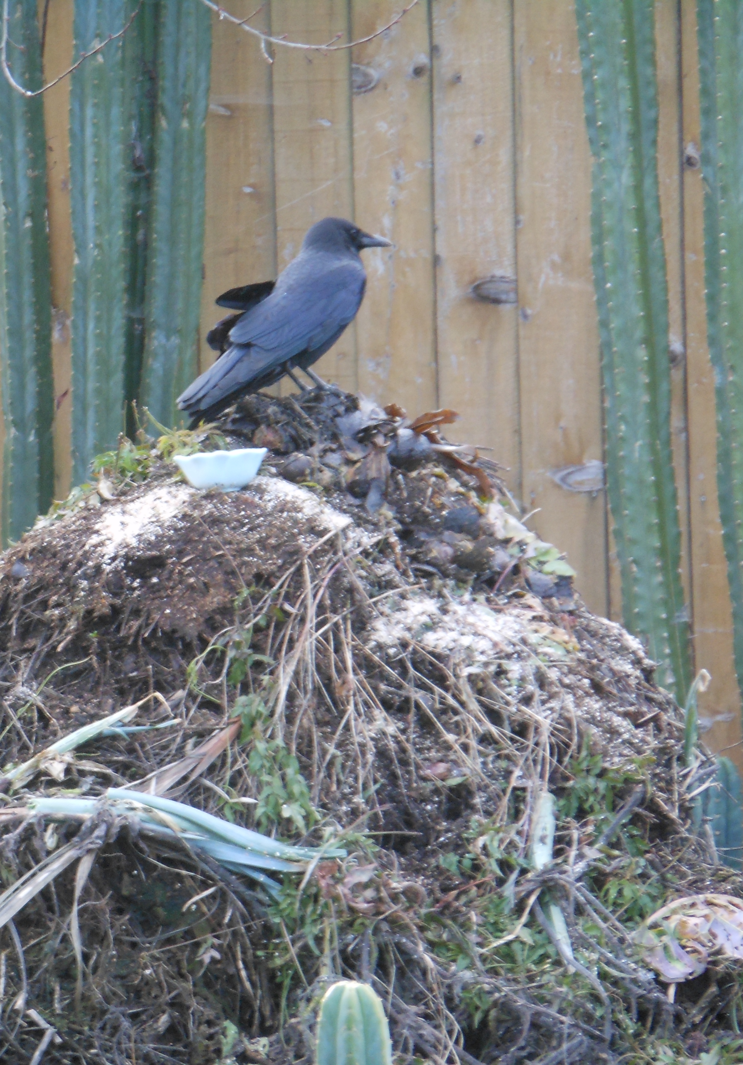 Wounded Crow on Compost Pile